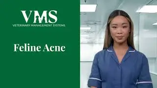 Feline Acne