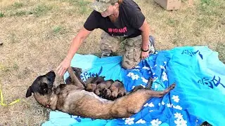 🇺🇦 Malinois puppies and their mother Honda. Odessa 0674842832. Puppies for sale. 