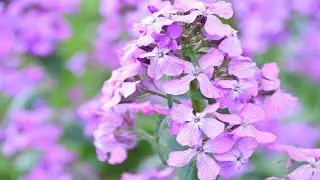 Lunarium plant for the garden. A lunary beauty is a dried flower!
