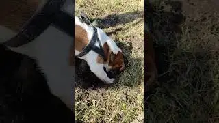 Джек Рассел