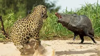 These pigs fight back against JAGUAR and Puma! Peccary —  Hot-tempered, fanged bandits!