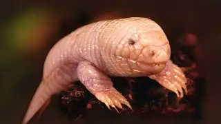 Mexican Mole Lizard 🪱 Bizarre Legless Lizard! | 1 Minute Animals