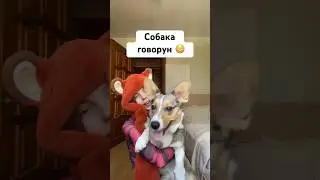 СОБАКА ГОВОРУН 😳 ОНА ЗНАЕТ МНОГО СЛОВ..