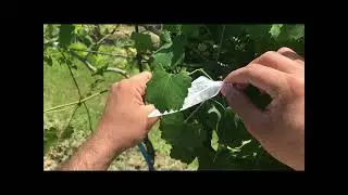 Crossing  muscadine grapes, by Gaurab Bhattarai