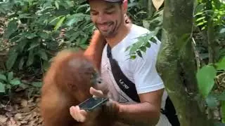 ORANGUTAN BUKIT LAWANG NEED  A HUG BY TOURIST  !!