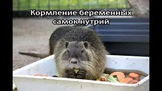 КАК КОРМИТЬ БЕРЕМЕННЫХ САМОК