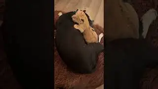 Тора очень все любят)