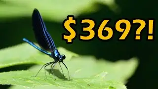 This Budget Wildlife Prime Will BLOW YOUR MIND! $369