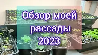 🌱🌱Обзор рассады// что растет на стеллаже🌱🌱