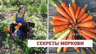 ВСЕ секреты выращивания моркови / Как вырастить морковь?