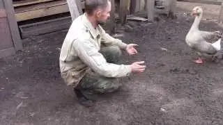 Ручной гусь Tamed goose