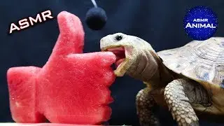 ASMR Mukbang Eating LIKE BUTTON 👍 Turtle Tortoise 41