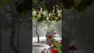 Идут дожди...Меня не жди, немного жаль.  #beachmusic