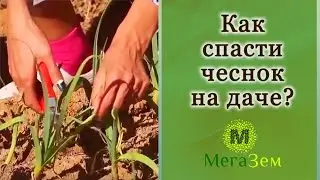 Как спасти чеснок на даче? Проект 