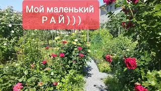 Розы в моём саду
