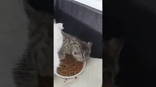 Kitten eats with mom  #kitten  #cat  #cutecat  #catlover