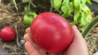 КОНЕЦ ИЮЛЯ! ОБЗОР САМЫХ УРОЖАЙНЫХ ТОМАТОВ!