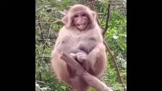 Monkey laughing 😆 on lion.