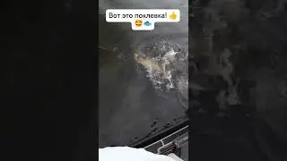 Вот это поклёвка, вот это выход хищника! 🐟🤩👍