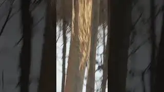 Лось в лесу