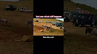 Male lion vs lioness 