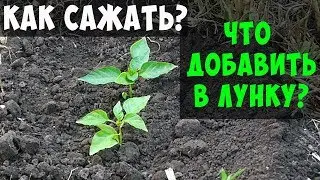 ПОСАДКА ПЕРЦА В ОТКРЫТЫЙ ГРУНТ / ЧТО ДОБАВИТЬ В ЛУНКУ ПРИ ПОСАДКЕ !!!