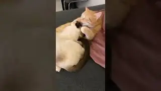 #cat
