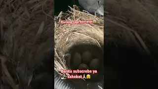 Burung sedang bertelur😱😱 