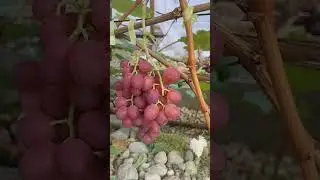 Виноград Дынька