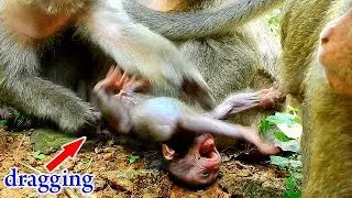 Destitute life.. | Poor baby monkey gets hurt everyday by kidnapper