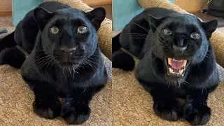 The reaction of the panther Luna to men and women😅😁