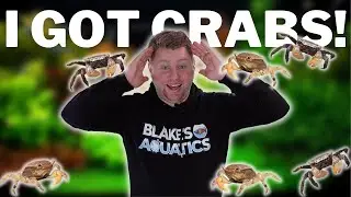 I Got Crabs! Darwin Freshwater Crab Unboxing and Tank Setup