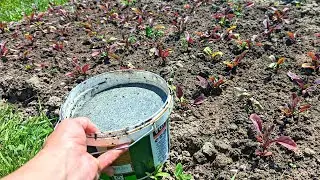 Чем подкормить свеклу летом чтобы быстро окрепла, выросла крупной и сладкой?