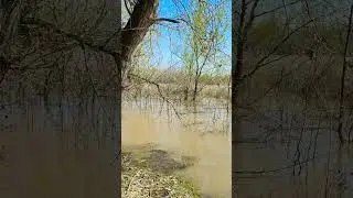 Река Урал в Уральске переполнена водой!