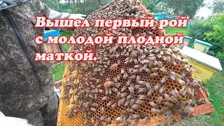 ВЫШЕЛ ПЕРВЫЙ РОЙ С МОЛОДОЙ МЕЧЕННОЙ МАТКОЙ И ЗАСЕЛИЛ, ОСМОТР ОТРОИВШЕЙСЯ ПЧЕЛОСЕМЬИ