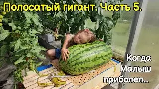 Полосатый гигант. Часть 5. Когда Малыш приболел.