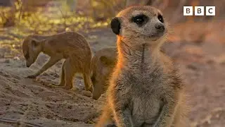 Meerkats | Andy's Baby Animals | Andy's Amazing Adventures