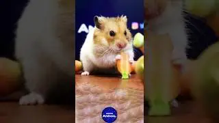 ASMR EATING CARROT MUKBANG 🥕 Hamster #shorts 2 🐹 Animal ASMR