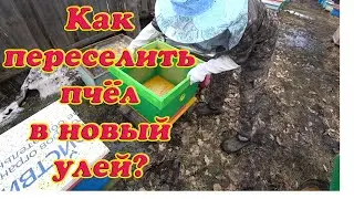 КАК ПЕРЕСЕЛИТЬ ПЧЕЛОСЕМЬЮ ПЧЁЛ ПОСЛЕ ЗИМОВКИ В НОВЫЙ УЛЕЙ?