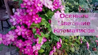 Цветение клематисов осенью!