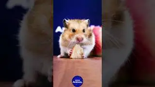 ASMR EATING PEACH MUKBANG 🍑 Hamster 3 🐹 Animal ASMR