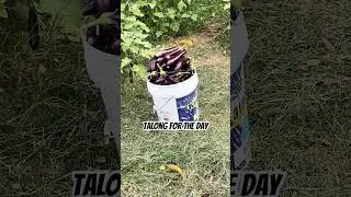 Munting Ani sa Bakuran