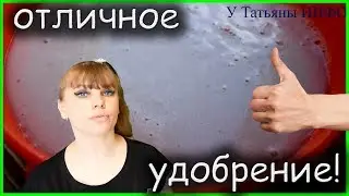 СУПЕР эффективная дрожжевая ПОДКОРМКА для помидор, огурцов, баклажанов и перца!!!