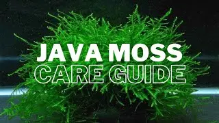 How to Successfully Grow and Care for Java Moss