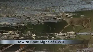 How to Spot Signs of CWD