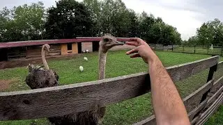 ЗАБОР И ЗАГОН ГОТОВ ! НУЖНО ЭТО ПЕРЕДЕЛАТЬ ! ЧТО ДЕЛАТЬ С ОВЧАРНЕЙ ! ХУТОР В ЛЕСУ №451