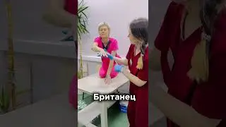 Как стригут когти кошки