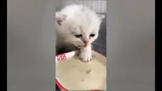 Cute Cat Compilation🐈| Beautiful Cat| Humpty Hobbies