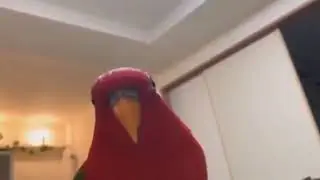 loro rojo memes (2) pioloin en acción :v