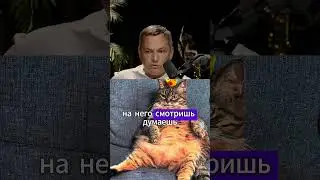 Я видел кошек, которые копируют людей! Валентин Шишкин